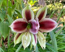Image result for Hippeastrum