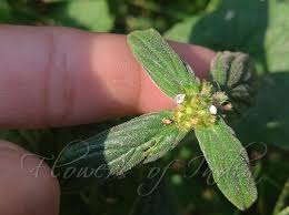 Image result for Spermacoce ocymoides