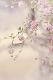 Pin By Anne De Rous On Bloemen In 2020 Beautiful Flowers Flowers Pretty Flowers
