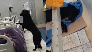 Final inesperado: un perro acompañó a su dueño al hospital, pero el hombre  se escapó y lo abandonó