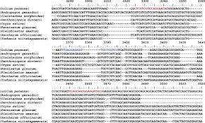 Image result for Danthoniopsis dinteri