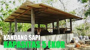 Kandang sapi limosin grup bondowoso milik mas haji verdy. Kandang Modern Sekala Kecil Buat Para Pemula Eps26 Youtube