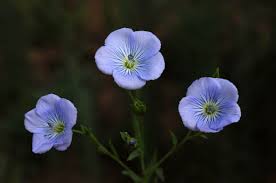 Image result for Linaceae