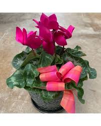 Bouquets, plants & arrangements available for delivery throughout germany. Best Sellers Flowers Delivery Rochester Ny Genrich S Florist Greenhouse