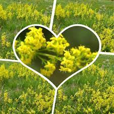 Sanzienele sunt flori mici din flora spontana, de culoare galbena, mici, dese, cu parfum dulce si un gust foarte amar. Sanzienele Leac Magic Pentru Numeroase Afectiuni