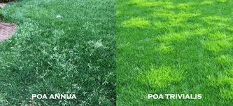Image result for Poa annua