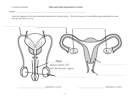 The human body is made up of a head, neck, torso, two arms and two legs. Male Female Reproductive Worksheet