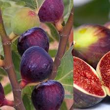 Figs grow in warm climates. Ficus Carica Rouge De Bordeux Fig Fruit Tree In A 9cm Pot Buy Online In Andorra At Andorra Desertcart Com Productid 189099024
