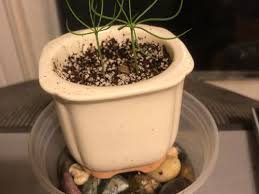 Pinus aristata seedslings 2 years 2 months ago #47723. When Can I Repot My New Pine Seedlings