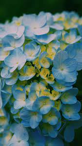 938x1668 Wallpaper Hydrangea Close Up Petals Light Blur Hydrangea Wallpaper Hydrangea Close Up Photography