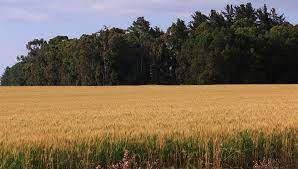 Its productivity is such that calpheon has never had a single instance of food shortage, even during the war on serendia. Wheat Farming Discover Meru County