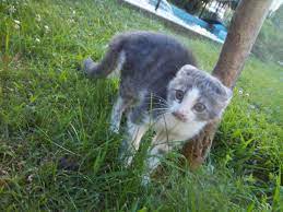 kedi mulayim kedi kitap yaz