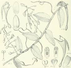 Image result for Solenangis