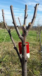 Image result for pruning plum trees