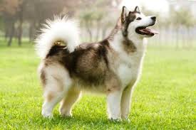 El malamute es un perro de proporciones grandes, es muy fuerte y robusto. Raza Alaskan Malamute Caracteristicas Y Caracter