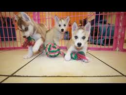 Maybe you would like to learn more about one of these? Pitbull Puppies For Sale In Salem Oregon 07 2021