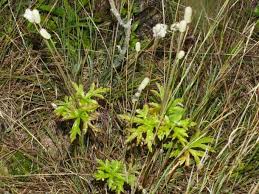 Image result for Aneilema chrysopogon