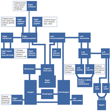 20 5 Circulatory Pathways Anatomy And Physiology