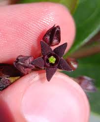 Image result for Vincetoxicum cernuum