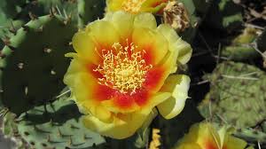 Probably the best one to grow at home is opuntia microdasys, which has the common name of bunny ears. Eastern Prickly Pear