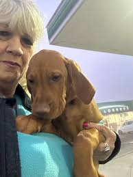 Such a beautiful Vizsla puppy !