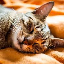 May 31, 2021 · namun kali ini, film dokumenter kitty love: Arti Mimpi Kucing Tafsir Makna Dan Penjelasan Arti Mimpi