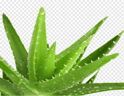 Cand ai folosit un singur produs pentru atatea intrebuintari? Aloe Vera Medicina Curativa Herida Plantas Medicinales Herida Gente Medicina Aloe Vera Png Pngwing