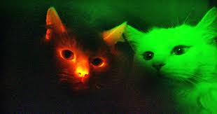 És una universitat pública, moderna i innovadora orientada a la docència i a la investigació en quasi tots els àmbits del saber Color My World Cats And Dogs May See In Ultraviolet