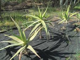 Image result for Aloe ballii