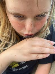 Hi friends! On behalf of my bug loving granddaughter, I have a cricket  question. Two weeks ago, she caught a few crickets, made a cricket house,  and determined they were all female.