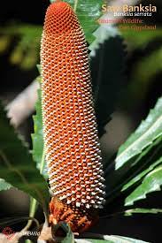 Saw Banksia Flower Banksia Serrata East Gippsland Maximum Wildlife Echidna Walkabout Nature Tours Saw Banksia Flowers Are Huge At Full Size They Can Be 10