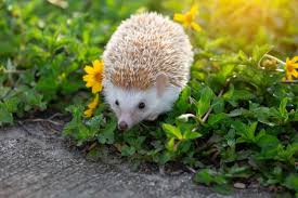 Check out our 'pet shop near me that sells puppies' tool above and go down to your local store before making any decisions to have a chat and look certain exotic pets are also far more dangerous, impossible to control, and can escape. Where To Buy A Baby Hedgehog Heavenly Hedgies