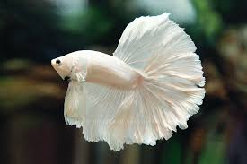 Betta fish are among the most popular freshwater fish around. Betta Time Hello Friday Platinum White Halfmoon Facebook