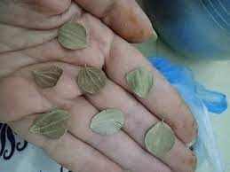 نصيحة أشتري ورق السدر وخد 7 ورقات فقط لأن 1 ورق السدر من اشجار الجنة 2 ورق السدر طلب الرسول عليه convenience store products convenience store convenience