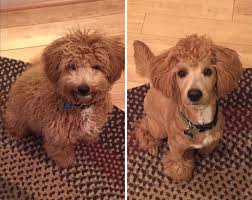 We did not find results for: 128 Dogs Before And After Their Haircuts Add Yours Bored Panda