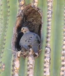 The saguaro cactus carnegiea gigantea or cereus giganteus has a plum like fruit. Tucson Az Dove Nesting In Saguaro Cactus Bird Desert Animals Saguaro Cactus
