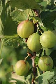 Lubera Stachelbeere Crispa Greenling Kraftiger Strauch Im 5l Topf Vorgarten Pflanzen Garten Beeren