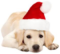 If you have a pet and a santa hat in your house, you have all you need for an adorable animal photo shoot. Dog With Santa Hat Png Clipart Best Web Clipart