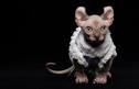 Available Sphynx|Elf|Bambino|Dwelf |Kittens|Strange Sphynx ...