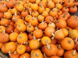 Planse de colorat cu halloween. Poze PlantÄƒ Fruct CÄƒdea Alimente Legume Si Fructe Vegetal ToamnÄƒ Dovleac Halloween Calabaza Dovleci Otono Planta Cu Flori Suc De Fructe De IarnÄƒ Teren De Plante Calabazas 4288x3216 1125675 Poze Frumoase Pxhere
