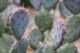 Extend this to all your kids and see how you can invest in them. Prickly Pear Baby Rita Desert Horizon Nursery