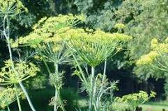 How long do dill plants live?