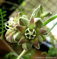 Image result for Raphionacme globosa