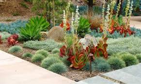 Isn T This Spectacular Plant Combination A Real Masterpiece With Its Staggering Reddish Rosettes Of Paddle Plants Kalanchoe Luciae Providi Unique Garden Jardinagem E Paisagismo E Suculentas