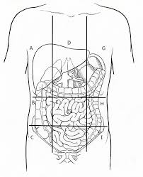 286 kb, mime type descriptionabdominal quadrants cleaned labeled.png. Label The Abdominal Regions Diagram Quizlet