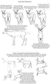 Begins with the structural characteristics. Basic Deer Behavior Tutorial By Creepygoth666 On Deviantart Deer Drawing Animal Drawings Animal Sketches