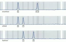 A satellite dna which shows a very high. Paternity Testing Blood Types And Dna Learn Science At Scitable