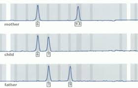 Uses for dna fingerprinting include: Paternity Testing Blood Types And Dna Learn Science At Scitable