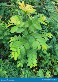 Image result for Calpurnia aurea