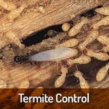 .termite treatment in tampa bay and citrus county for all types of termite until the chemicals circulated through the termites' tunnels and feeding areas has dissipated. Pest Control Tampa Emergency Pest Control Services